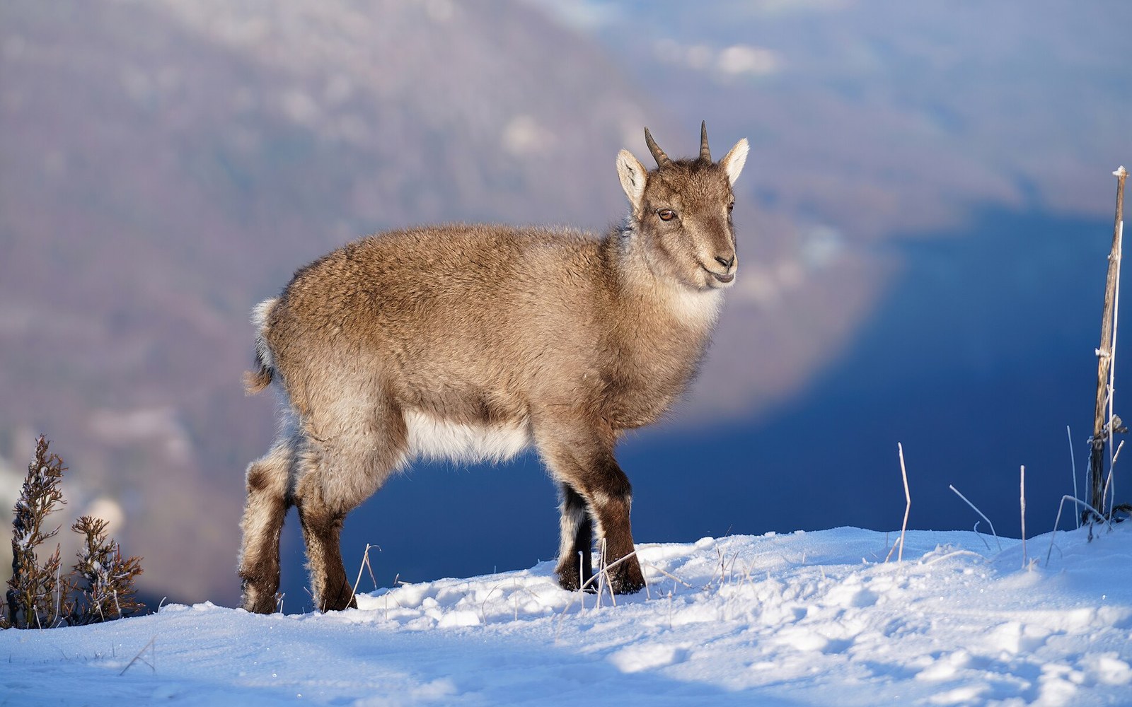 A young ibex stands on a snowy ridge above a lake and mountains