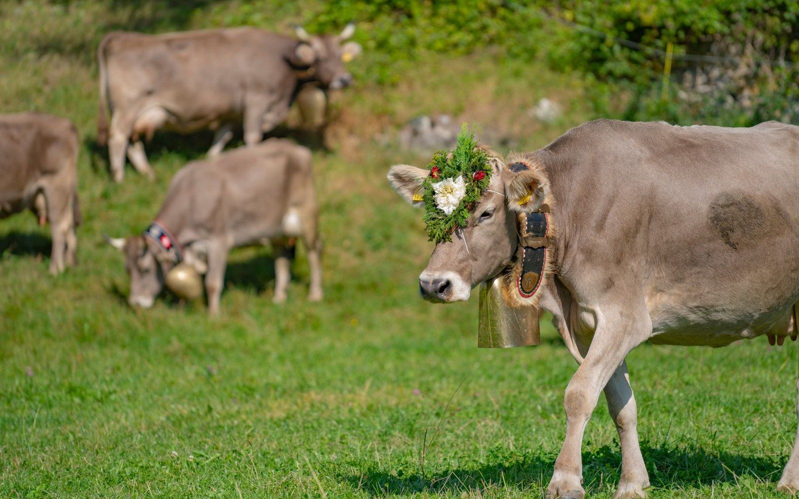 Cattle alpine pasture summer herd