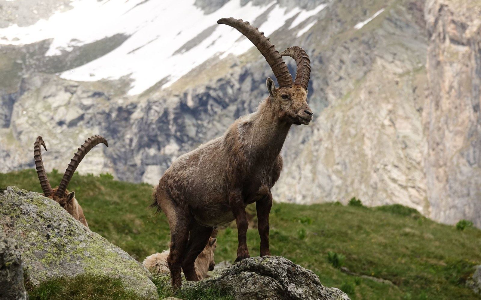 A male Alpine ibex standing on steep scree in the Vanoise, the valley floor far below